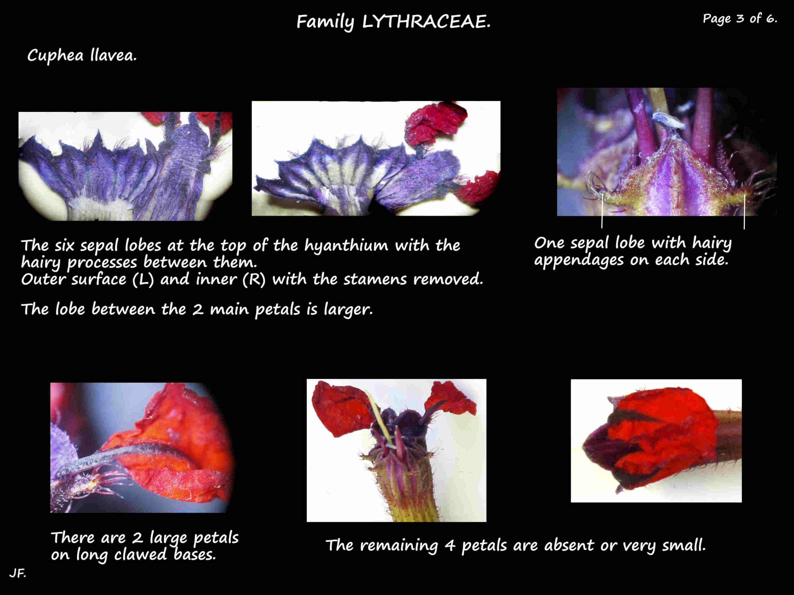 3 Cuphea llavea sepals & petals